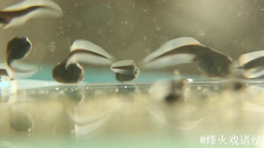 蝌蚪视频窝在线播放 蝌蚪视频窝在线播放