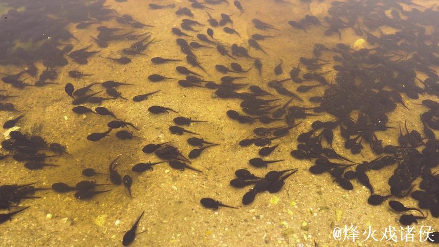 蝌蚪视频窝在线播放 蝌蚪视频窝在线播放